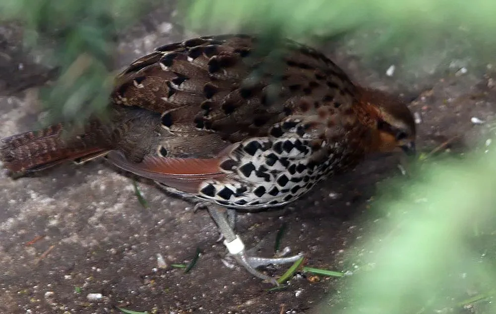 File:Bambusicola fytchii fytchii 0zz.jpg