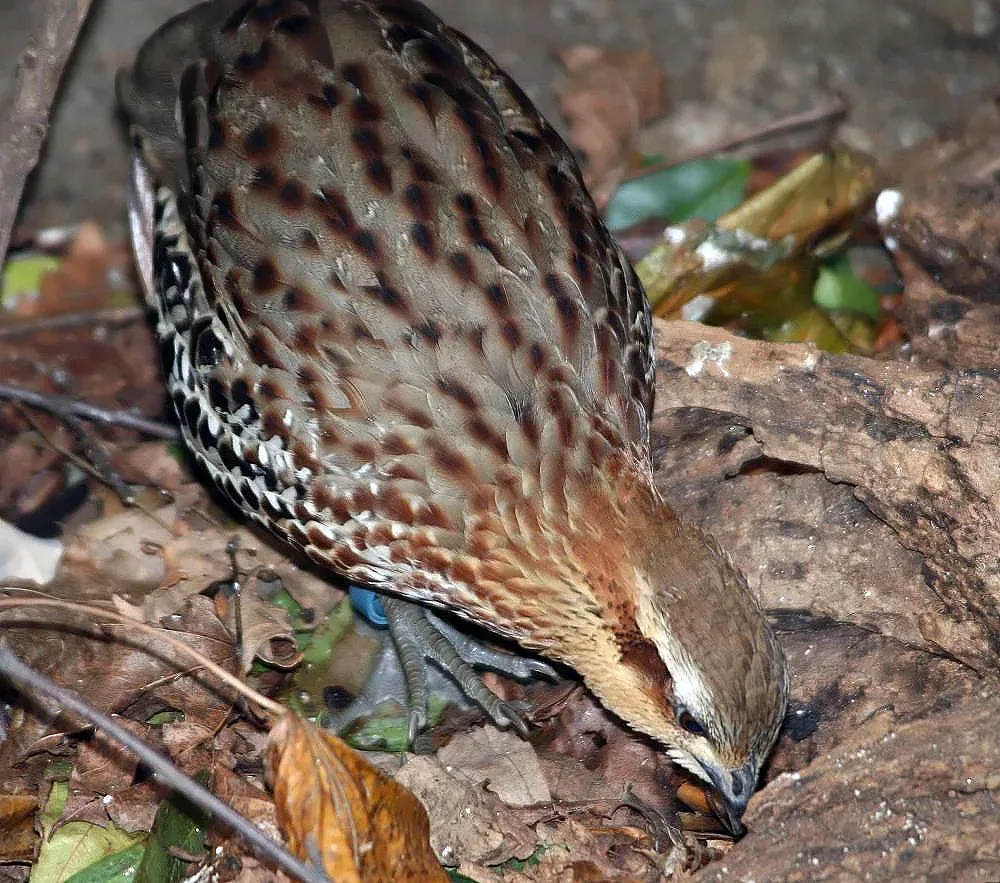 File:Bambusicola fytchii fytchii 1zz.jpg
