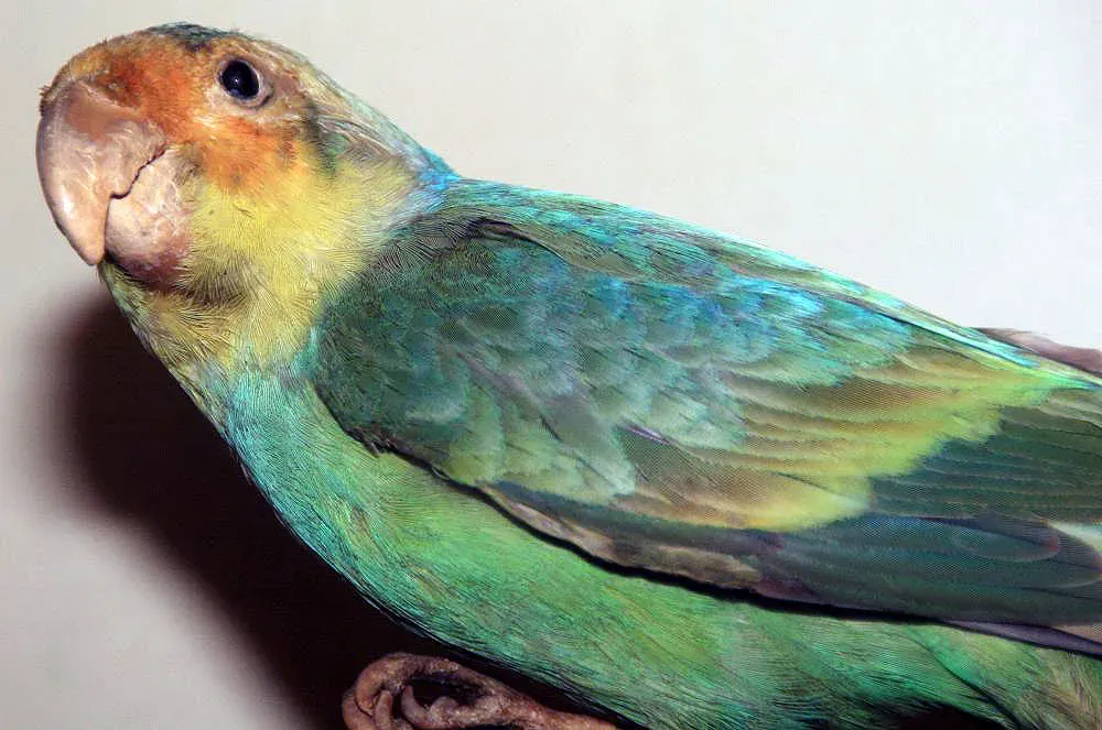 File:Conuropsis carolinensis 0zz.jpg