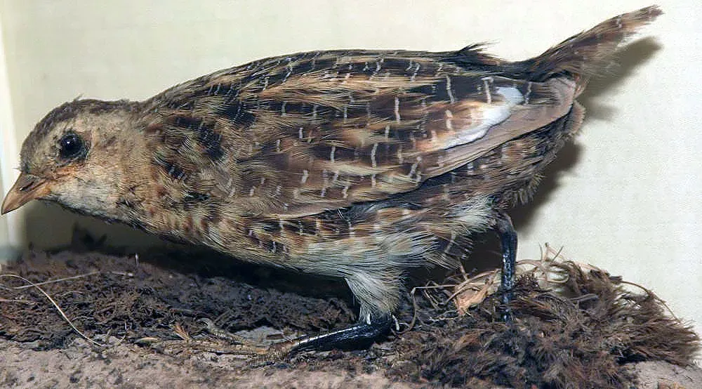 File:Coturnicops noveboracensis 0zz.jpg