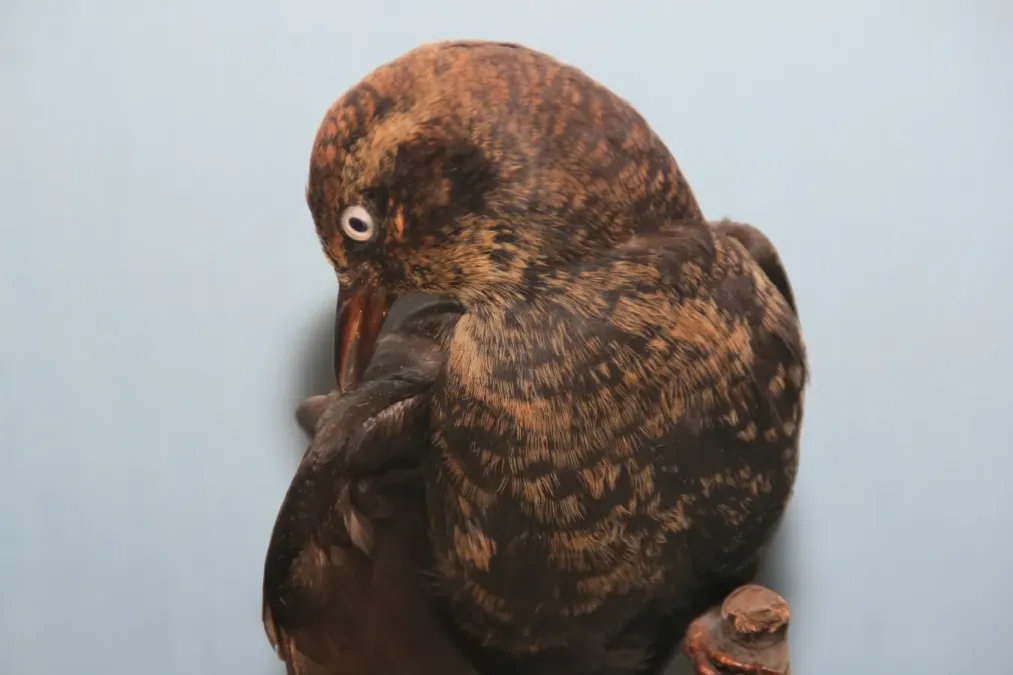 File:Euphagus carolinus 3zz.jpg