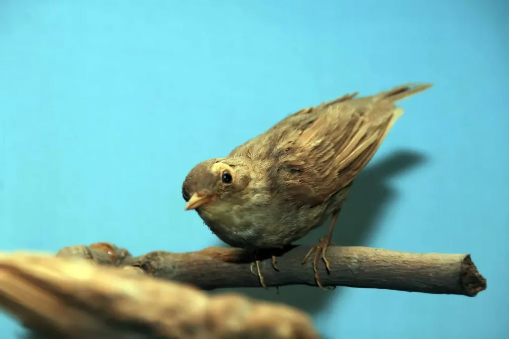 File:Oporornis agilis 3zz.jpg