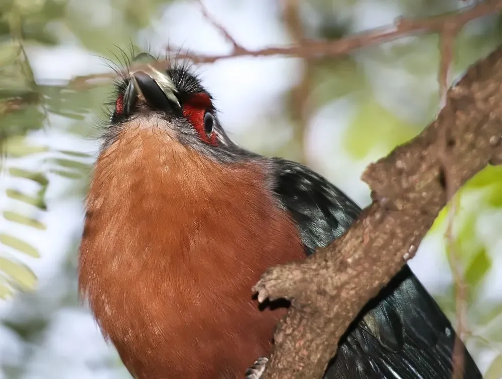 File:Phaenicophaeus curvirostris 2zz.jpg