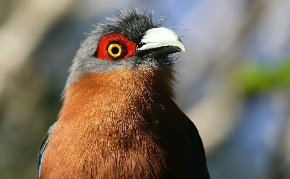 File:Phaenicophaeus curvirostris 4zz.jpg