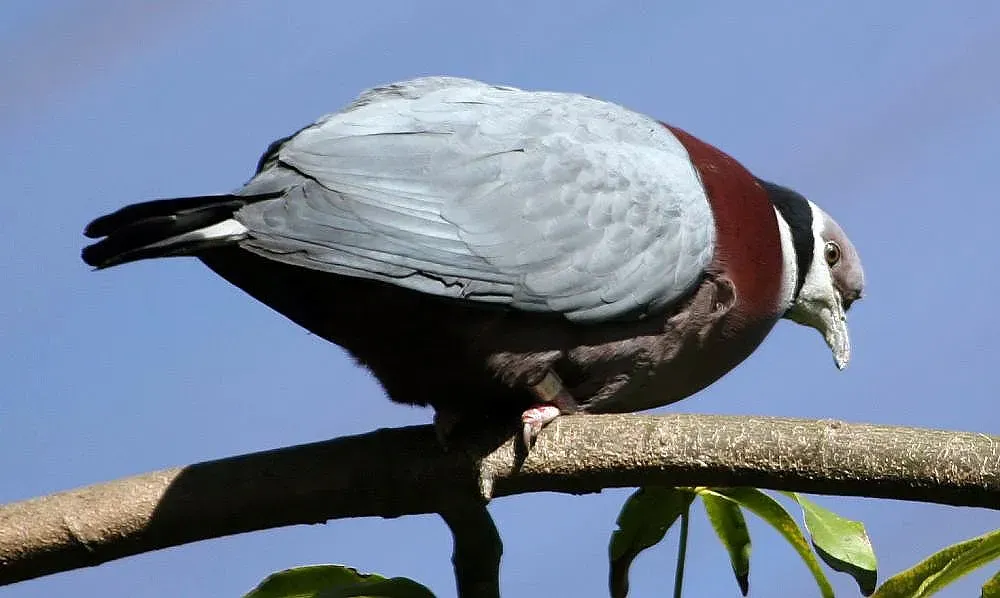 File:Ducula mullerii 0zz.jpg