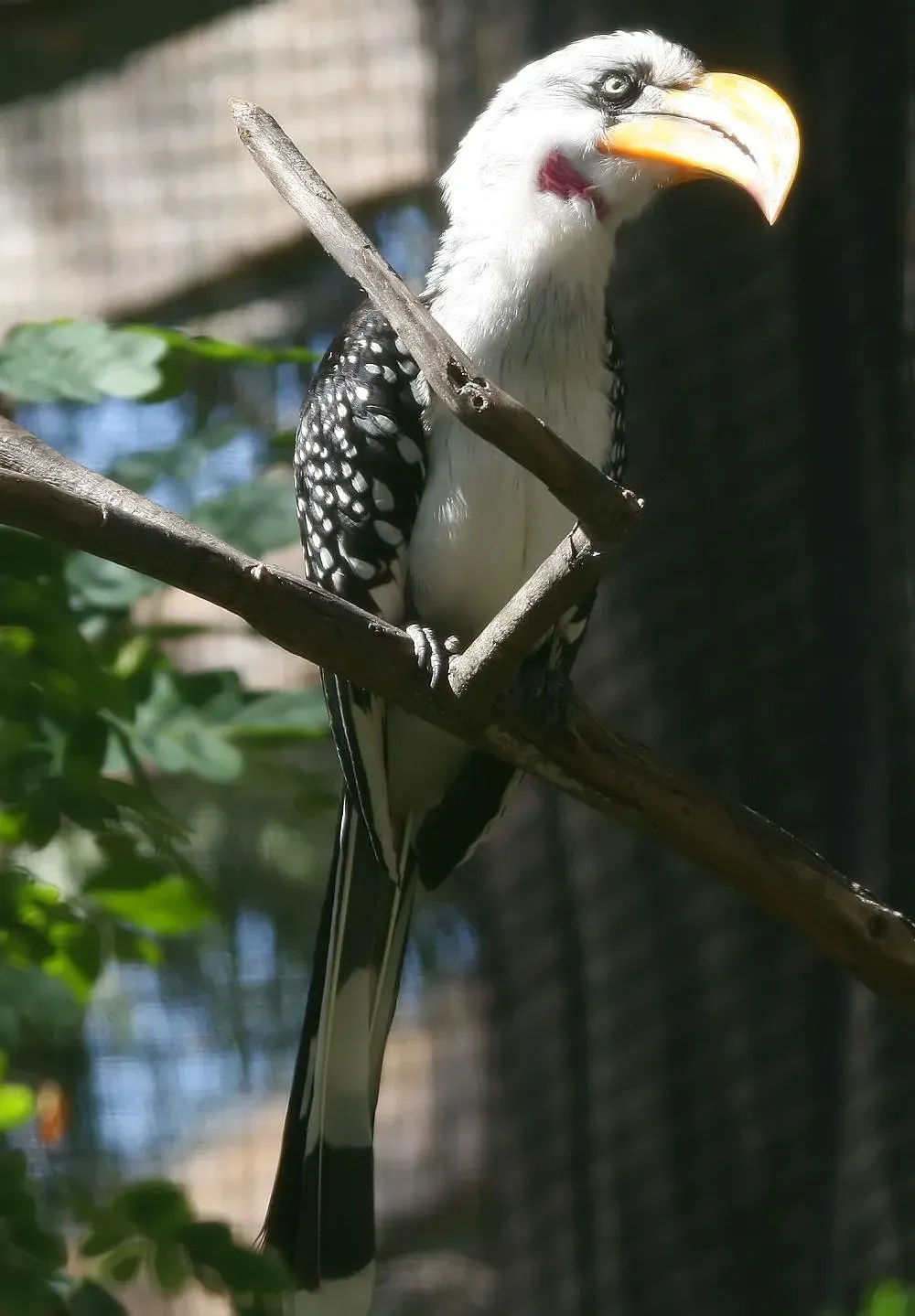 File:Tockus flavirostris 0zz.jpg