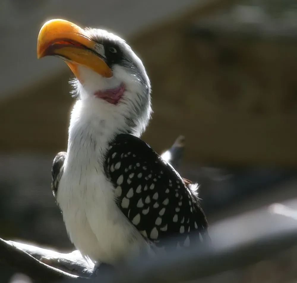 File:Tockus flavirostris 2zz.jpg