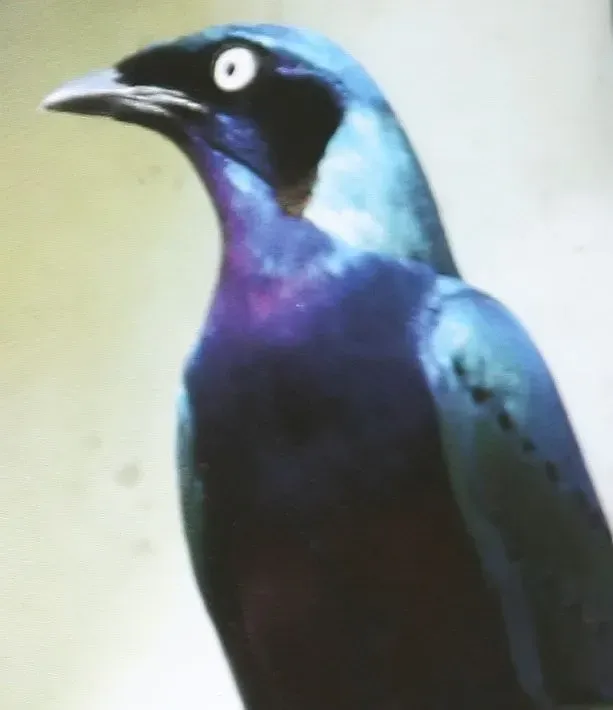 File:Lamprotornis splendidus 0zz.jpg