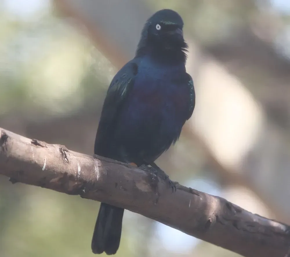 File:Lamprotornis splendidus 1zz.jpg