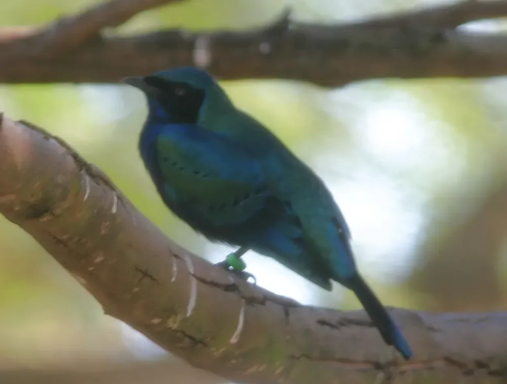 File:Lamprotornis splendidus 2zz.jpg