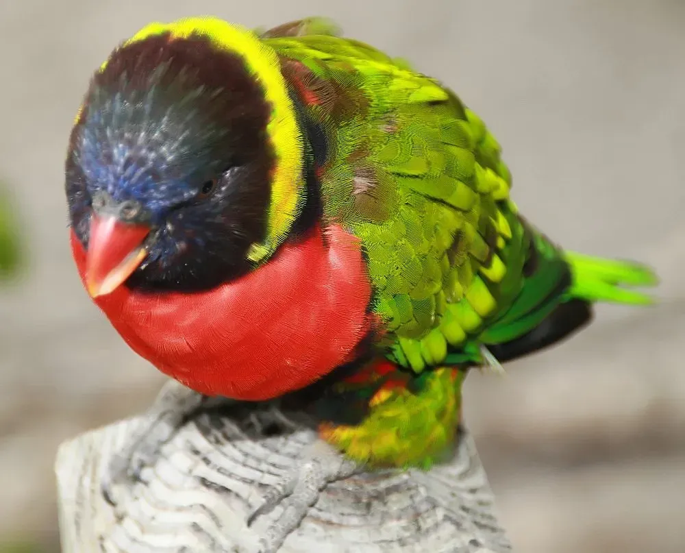 File:Trichoglossus haematodus forsteni 1zz.jpg