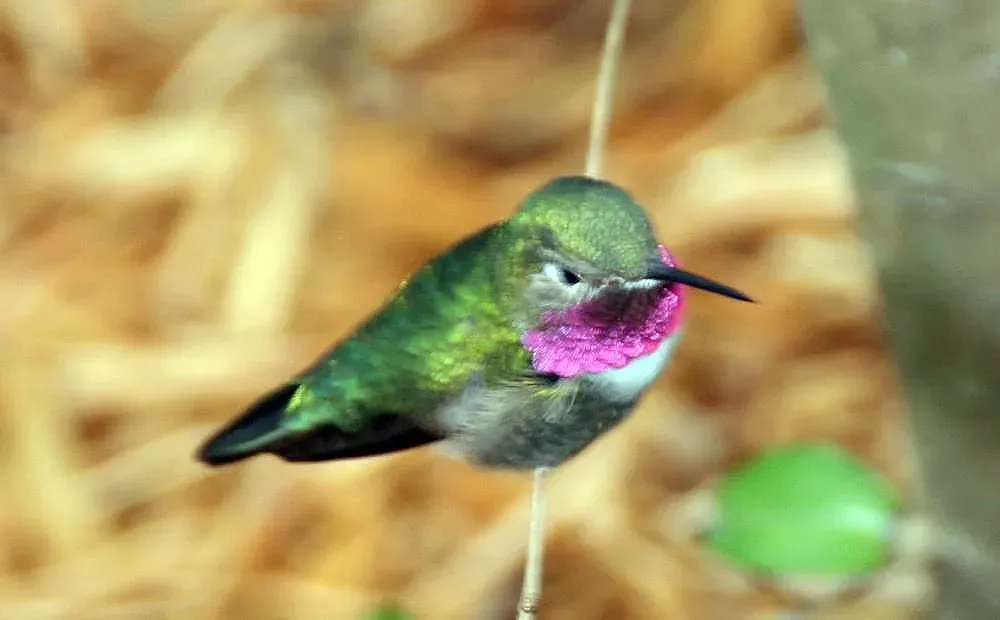 File:Cynanthus latirostris 2zz.jpg