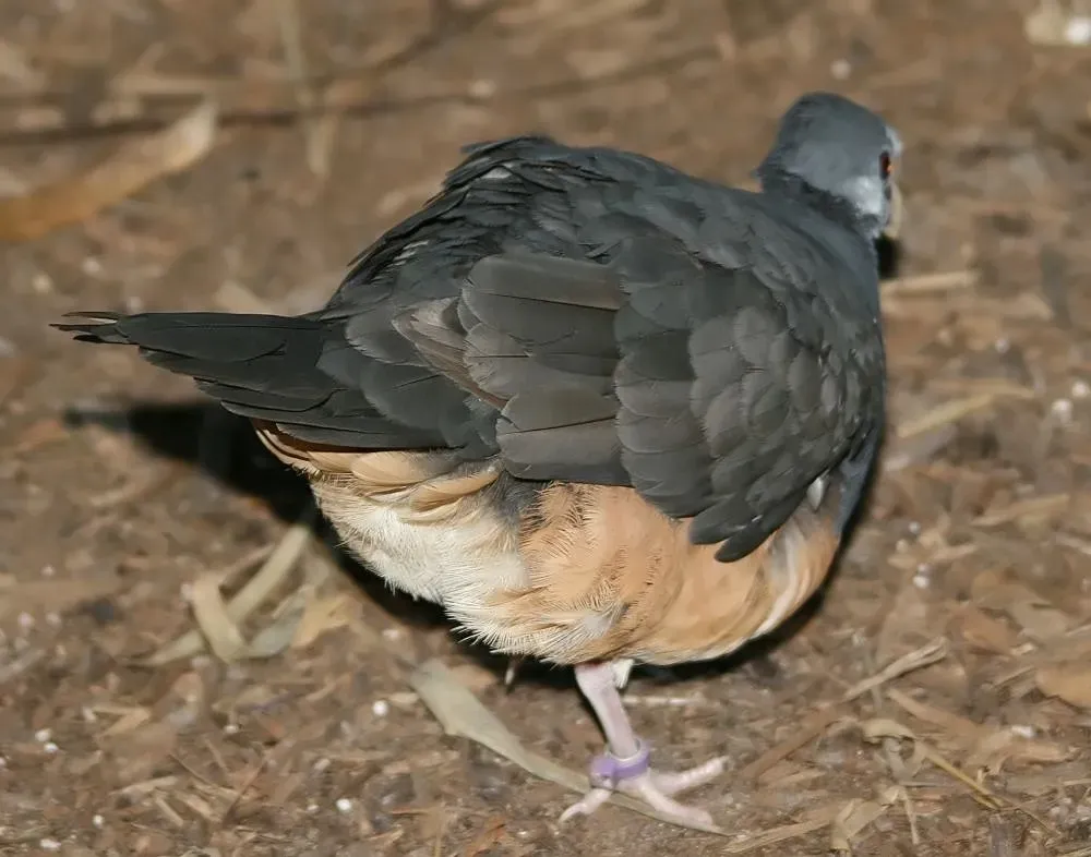 File:Ptilinopus iozonus 1zz.jpg