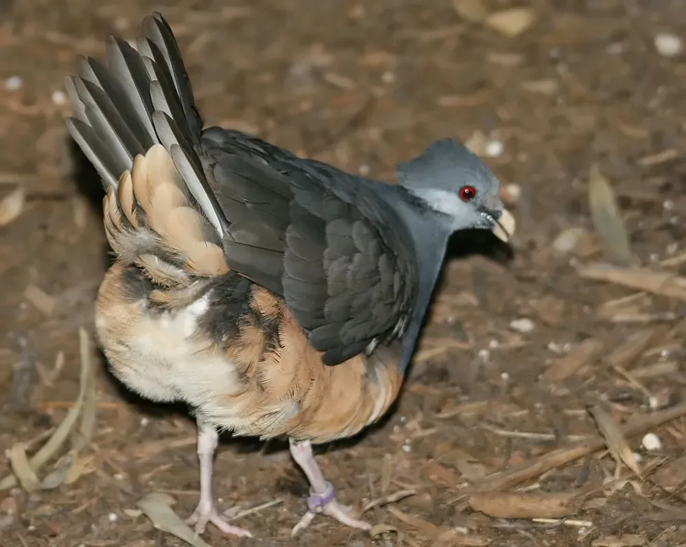 File:Ptilinopus iozonus 2zz.jpg