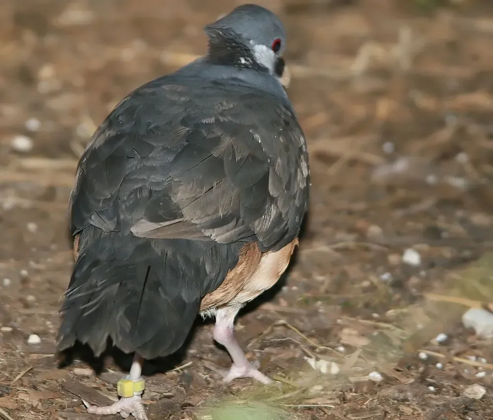 File:Ptilinopus iozonus 3zz.jpg