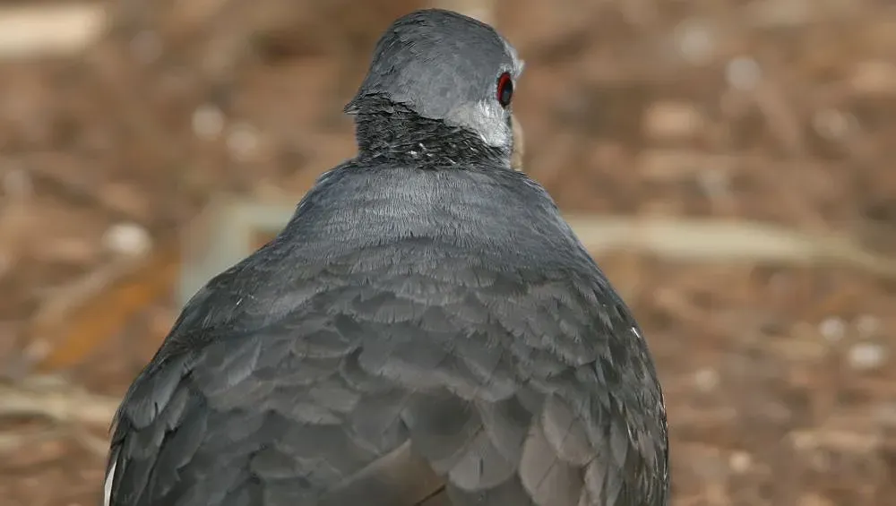 File:Ptilinopus iozonus 5zz.jpg