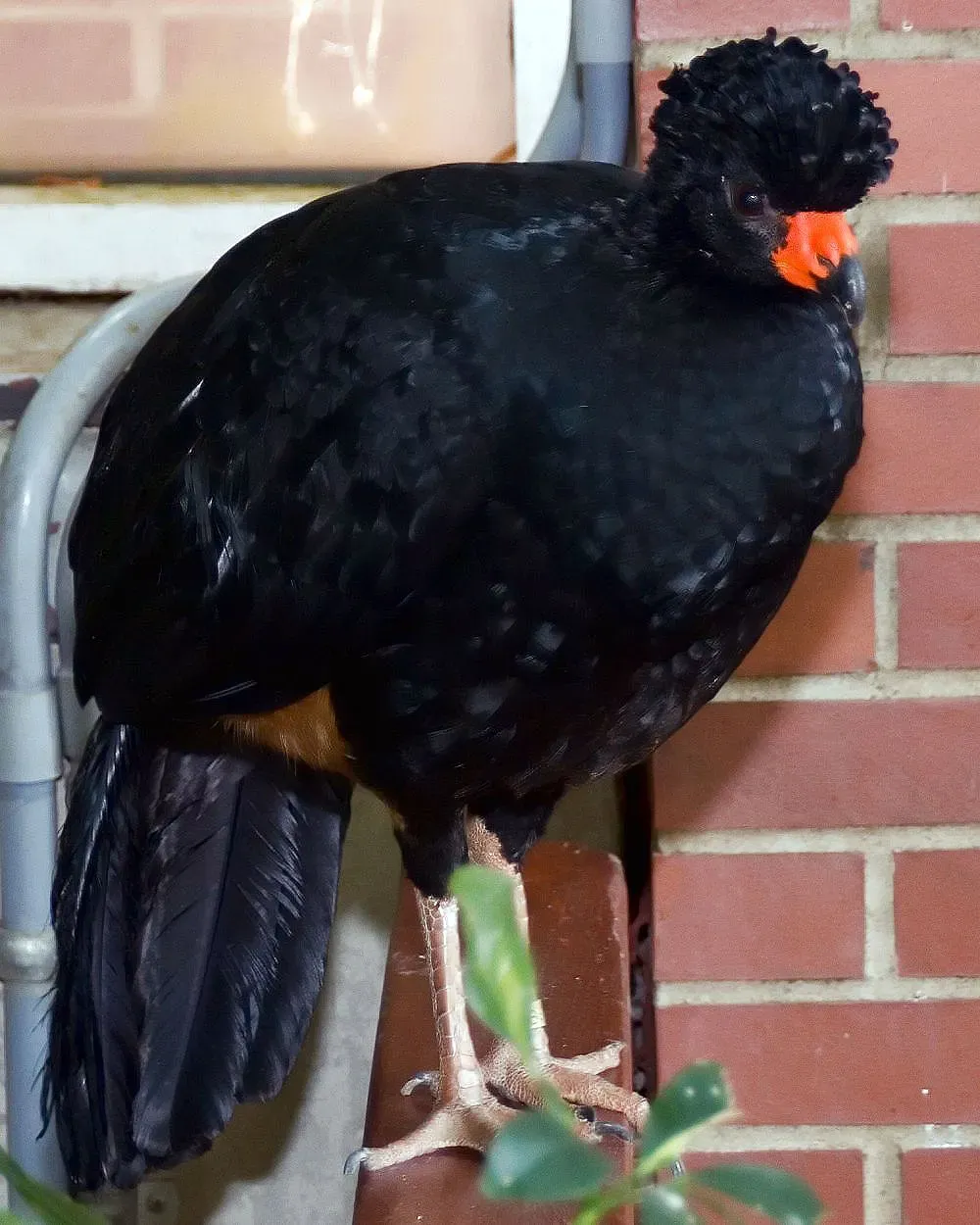 File:Crax globulosa 1zz.jpg