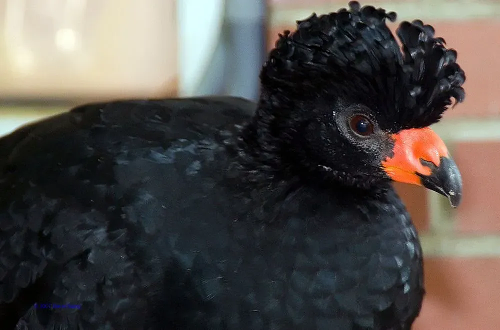 File:Crax globulosa 2zz.jpg
