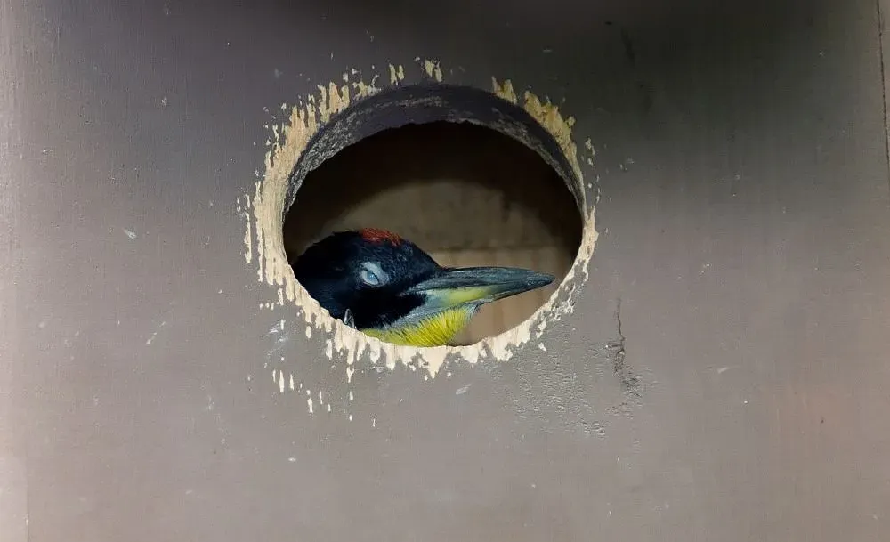 File:Picus erythropygius 0zz.jpg