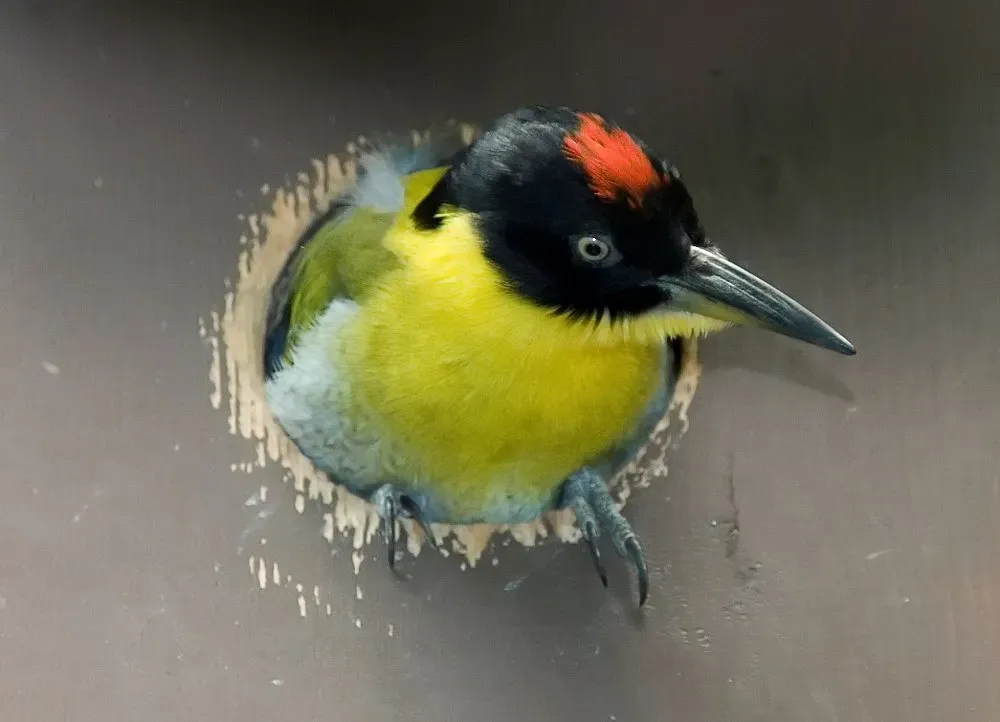 File:Picus erythropygius 1zz.jpg