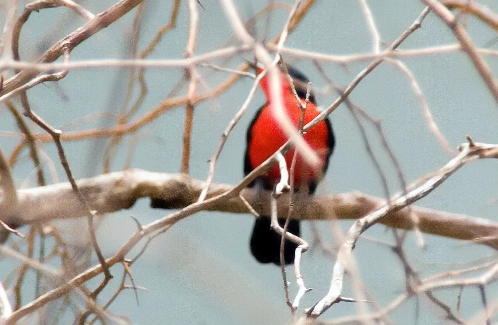 File:Laniarius erythrogaster 3zz.jpg