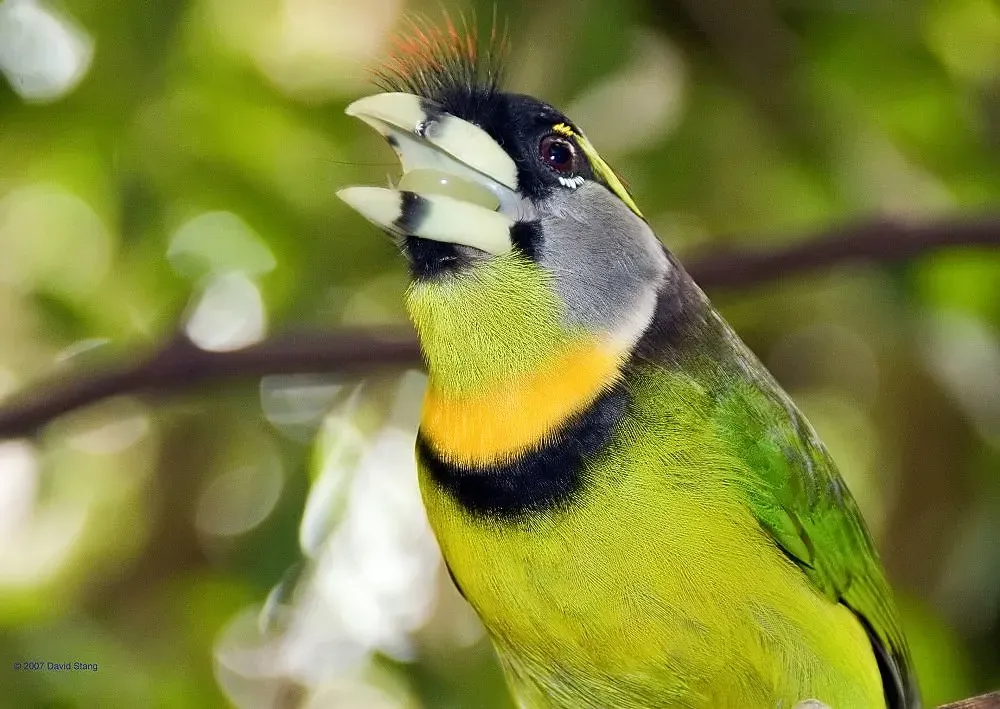 File:Psilopogon pyrolophus 2zz.jpg