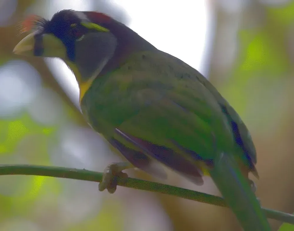 File:Psilopogon pyrolophus 5zz.jpg