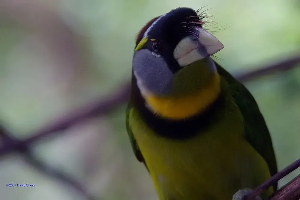 File:Psilopogon pyrolophus 6zz.jpg