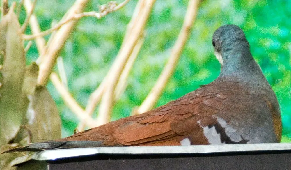 File:Gallicolumba luzonica 8zz.jpg