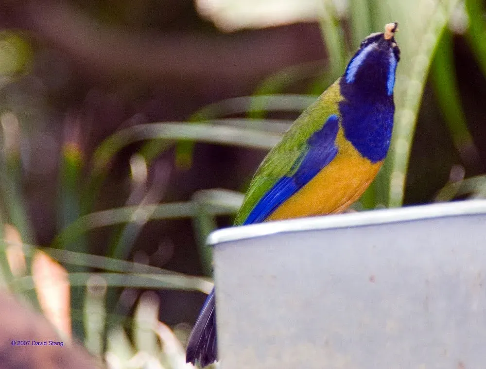 File:Chloropsis hardwickii 0zz.jpg