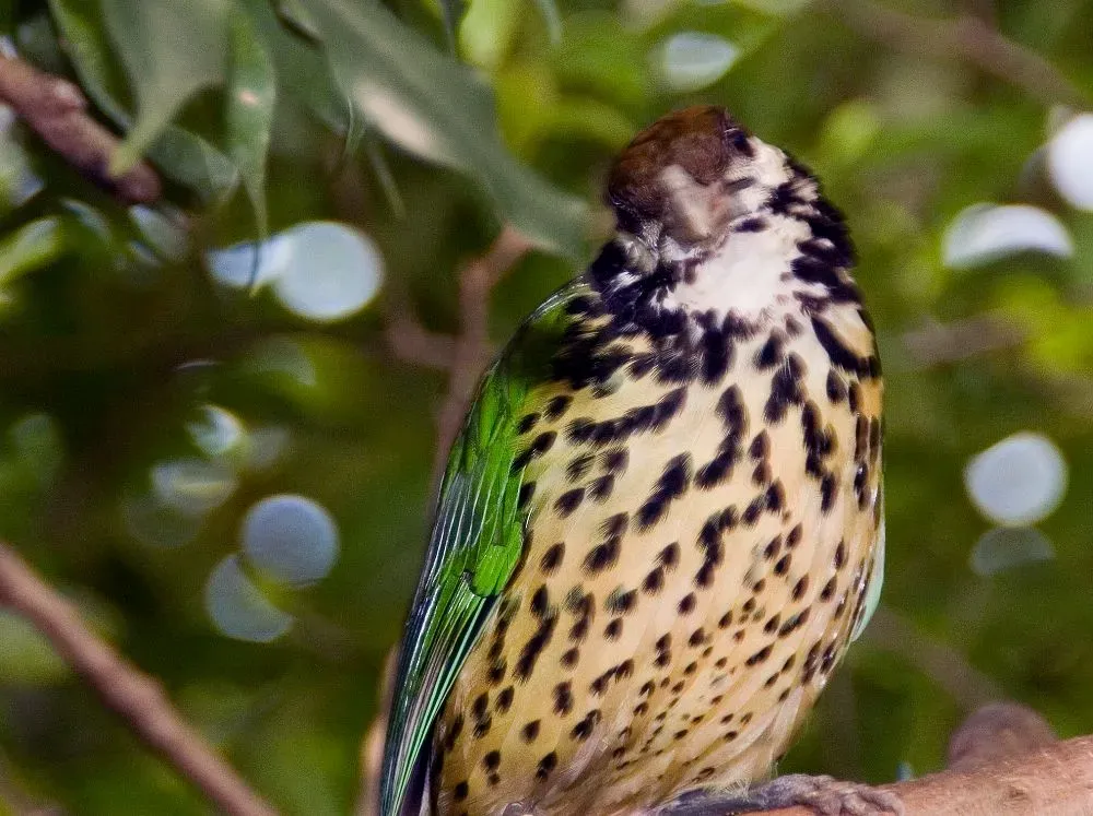 File:Ailuroedus buccoides 2zz.jpg