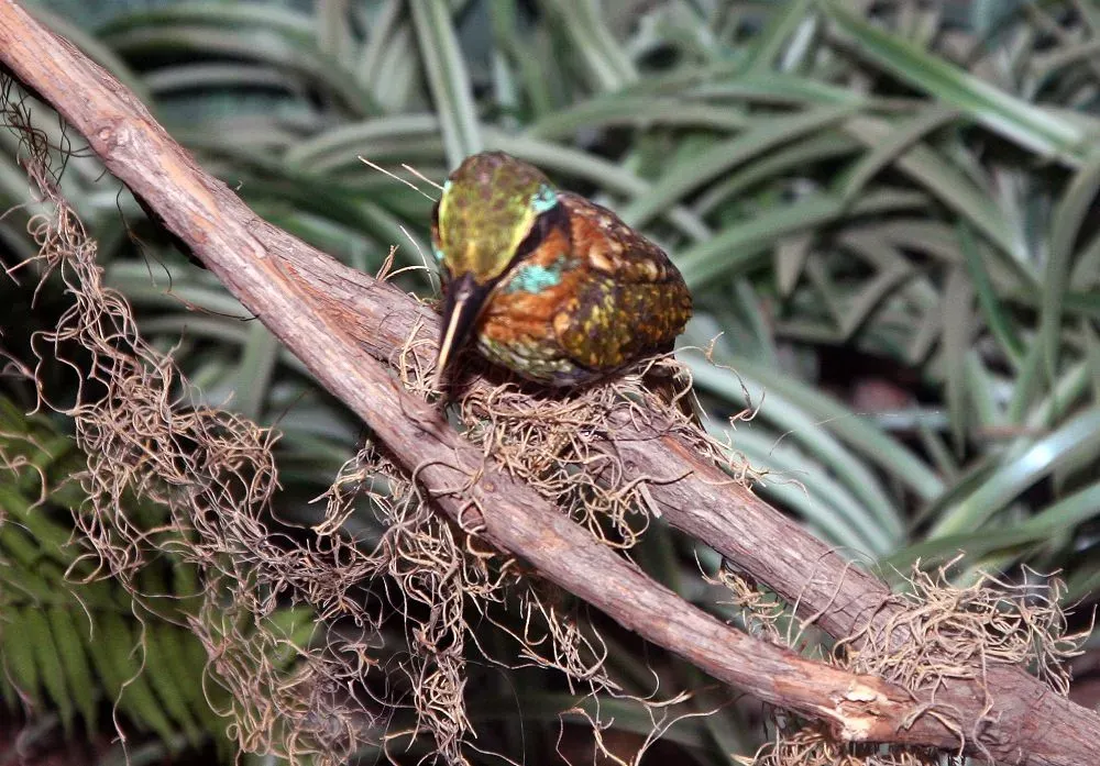 File:Actenoides lindsayi 1zz.jpg