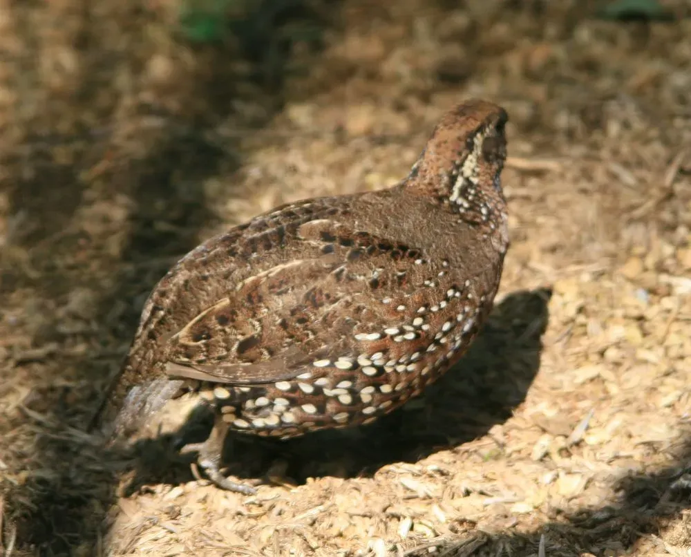 File:Colinus leucopogon 2zz.jpg