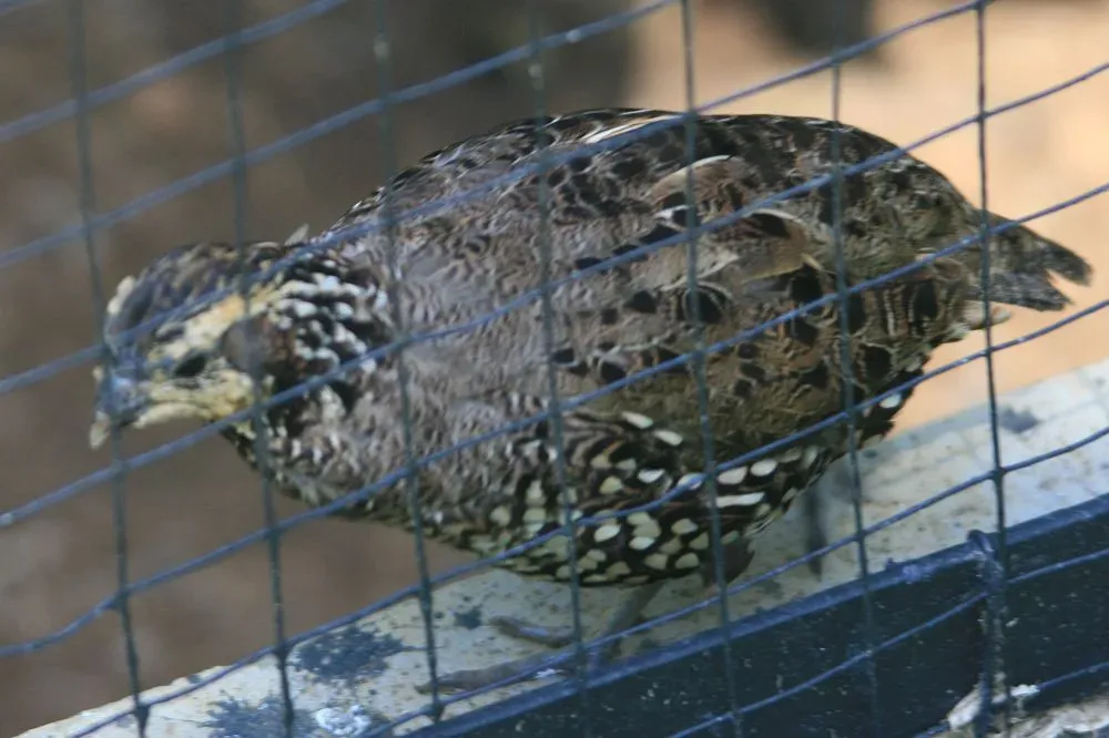 File:Colinus leucopogon 6zz.jpg