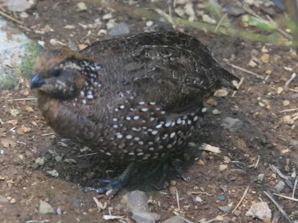 File:Colinus leucopogon 7zz.jpg