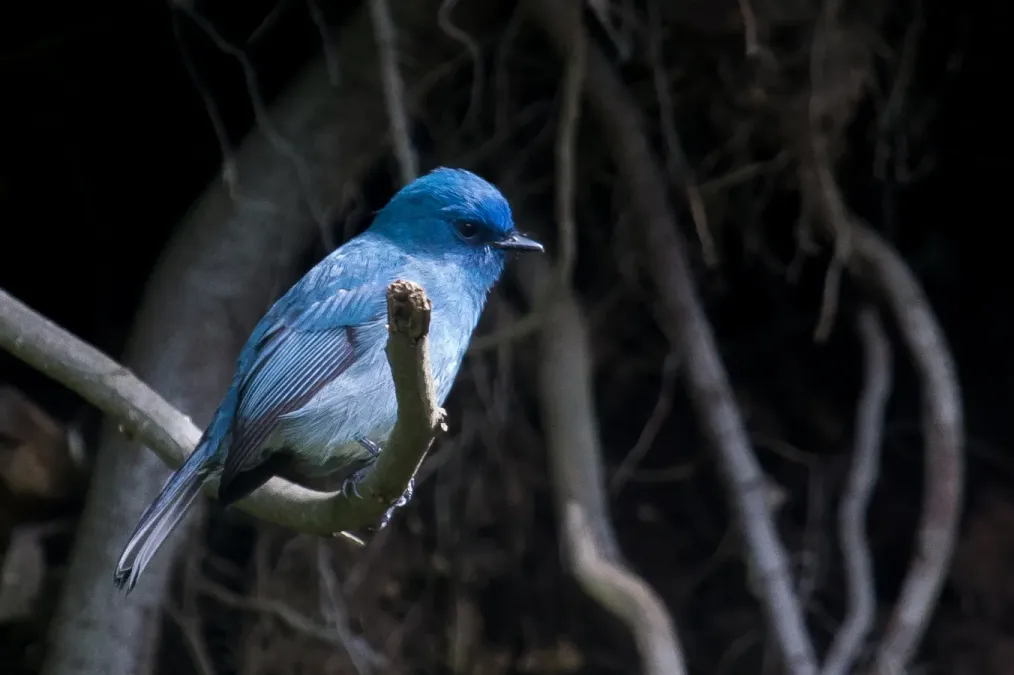 File:Nilgiri flycatcher (Eumyias albicaudatus).jpg