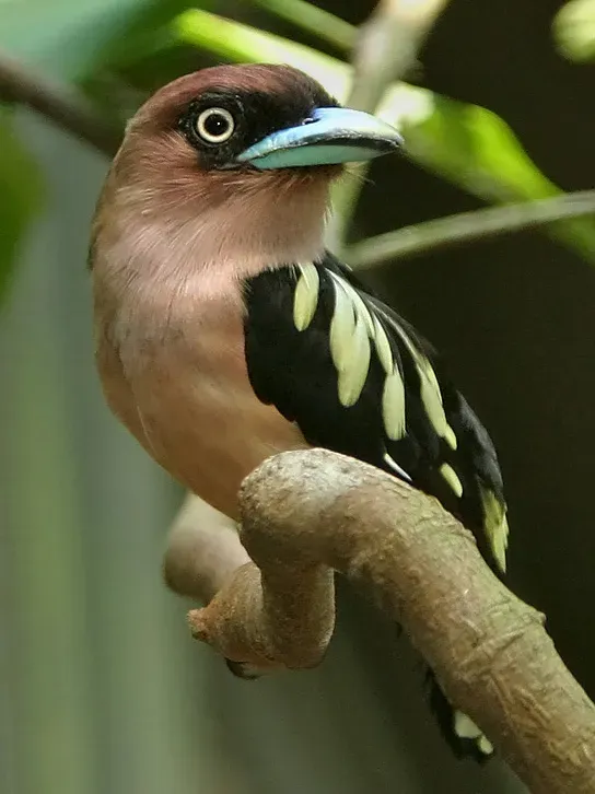 File:Eurylaimus javanicus-20030802.jpg