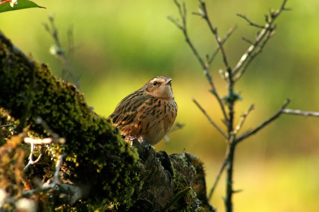 File:Nilgiri Pipit Anthus nilghiriensis from Anaimalai hills IMG 2145.jpg
