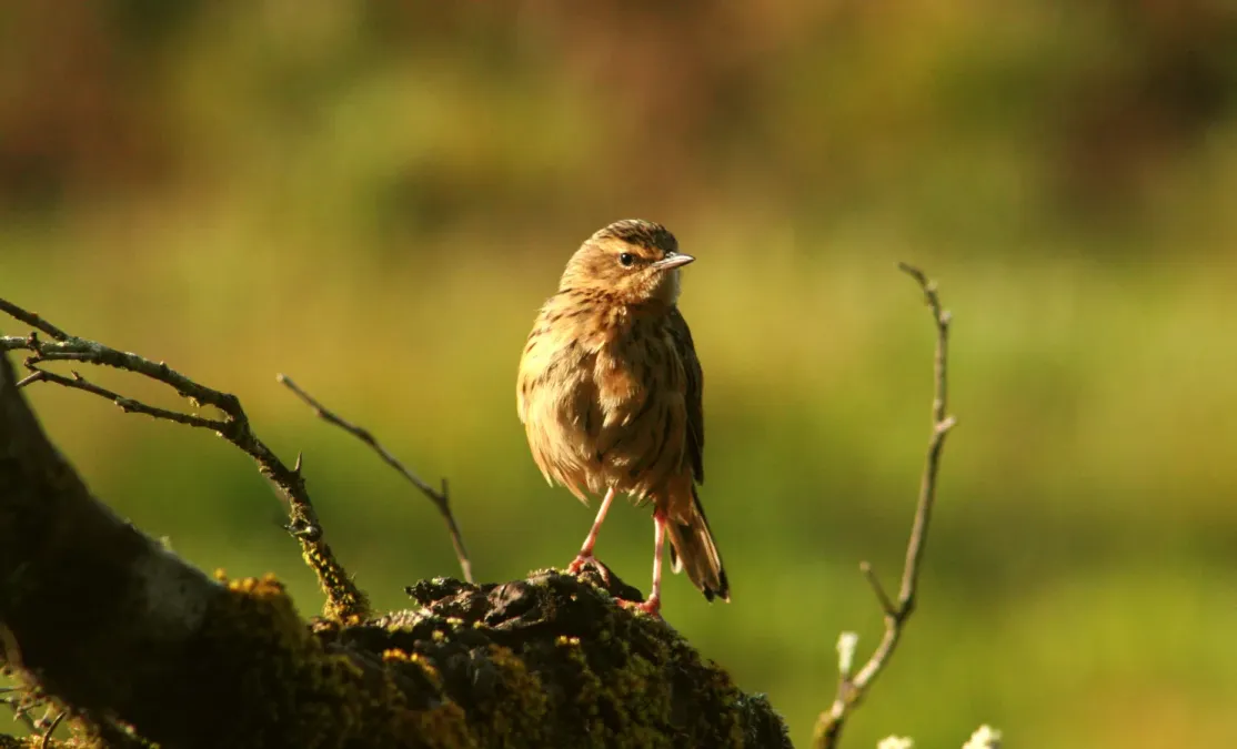 File:Nilgiri Pipit Anthus nilghiriensis from Anaimalai hills IMG 2128.jpg