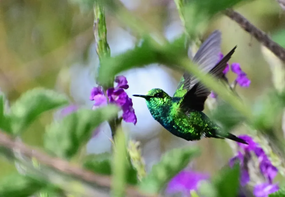 File:Chlorostilbon melanorhynchus (Esmeralda occidental) - Macho - Flickr - Alejandro Bayer (2).jpg