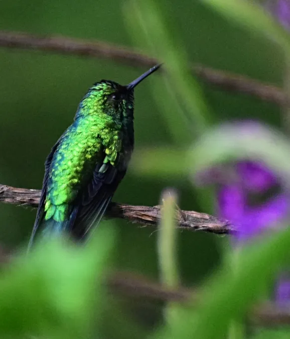 File:Chlorostilbon melanorhynchus (Esmeralda occidental) - Macho - Flickr - Alejandro Bayer (3).jpg