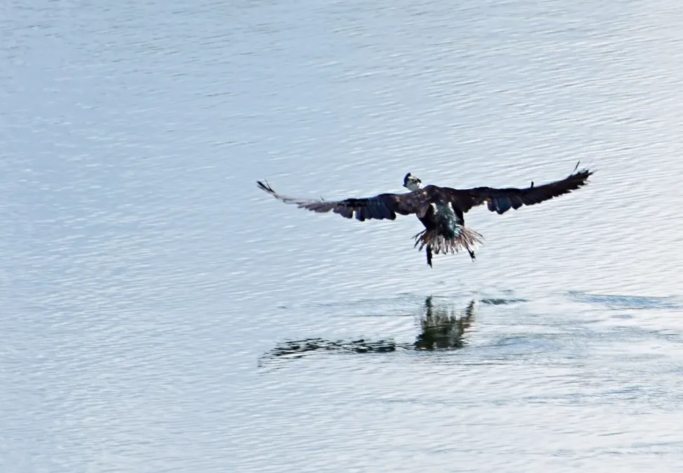 File:Sarkidiornis sylvicola (Pato moñudo) - Flickr - Alejandro Bayer.jpg