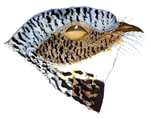File:Phalaenoptilus nuttalliiAPP64CB.jpg