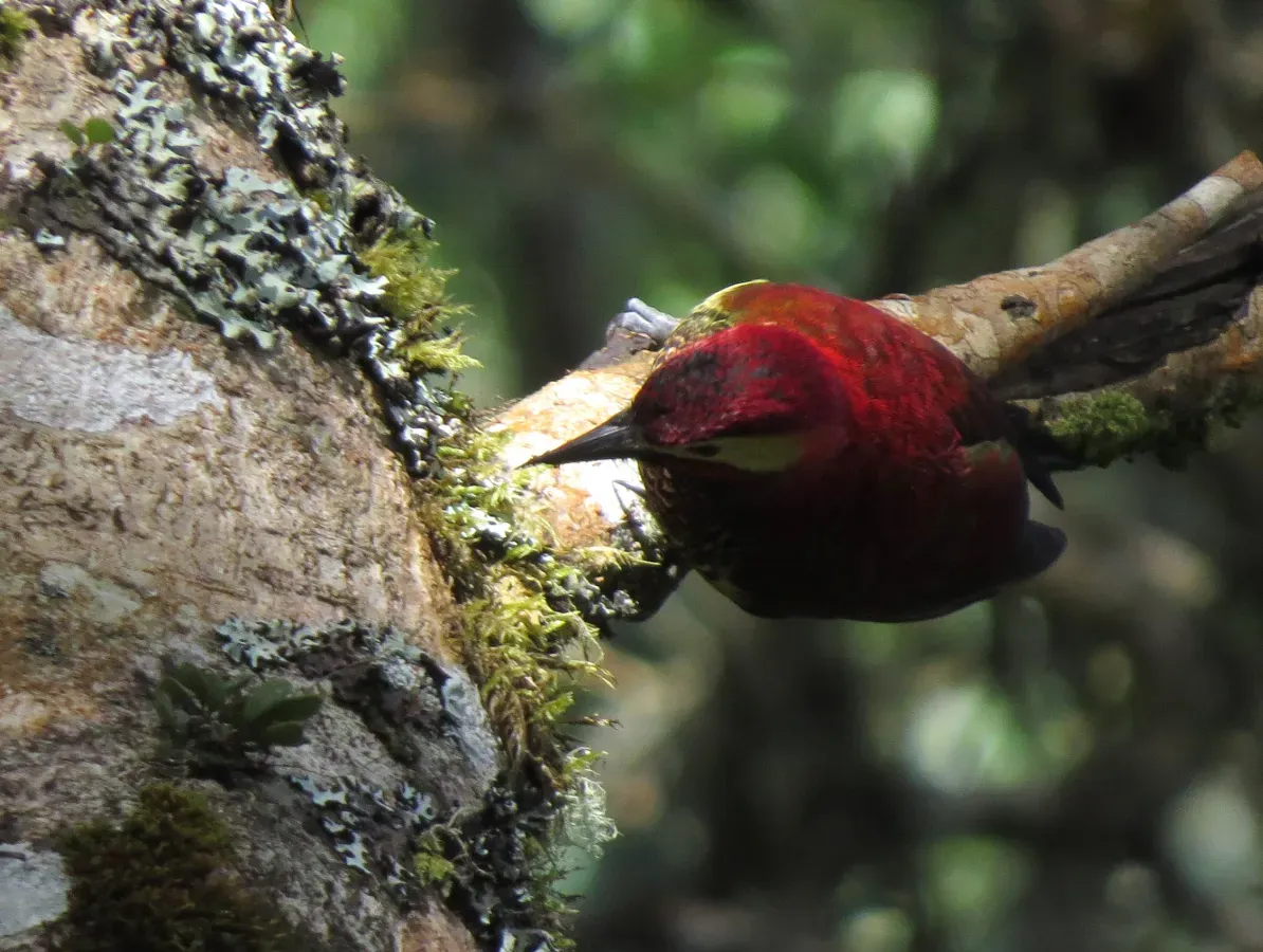 File:Colaptes rivolii (Carpintero carmesí) - Flickr - Alejandro Bayer.jpg