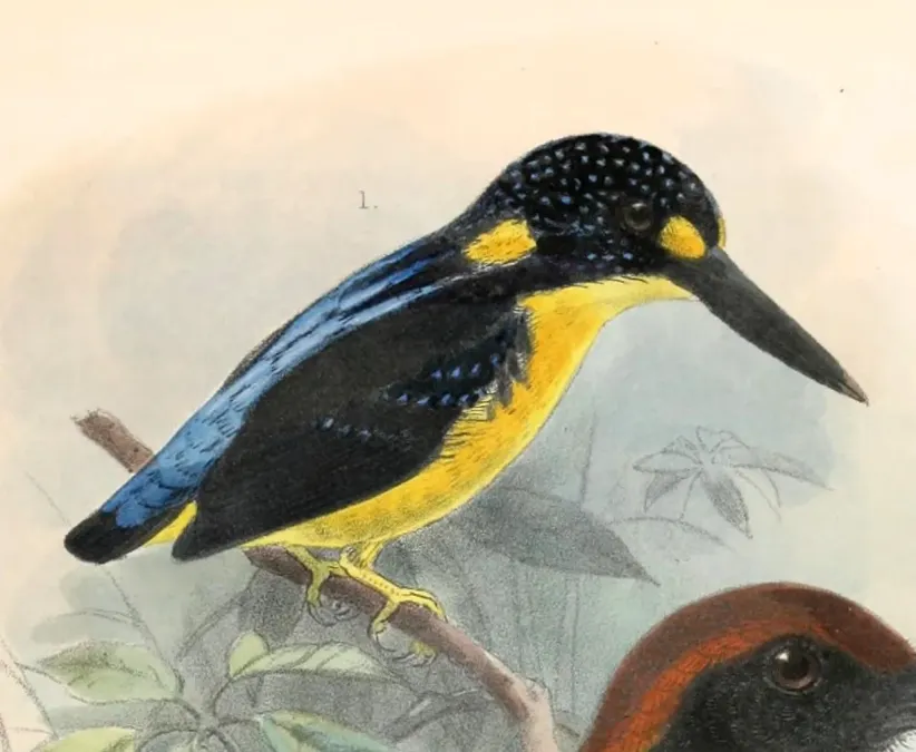 File:Ceyx meeki 1902.jpg