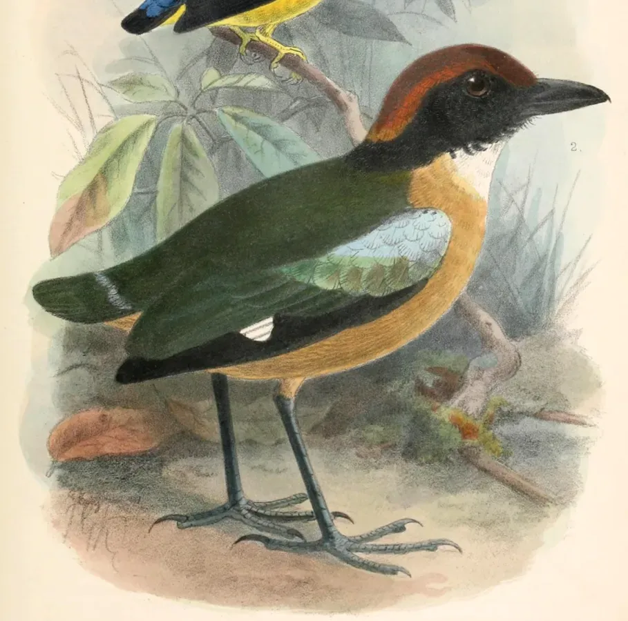 File:Pitta anerythra 1902.jpg