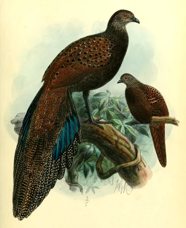 File:Polyplectron inopinatum 1903.jpg
