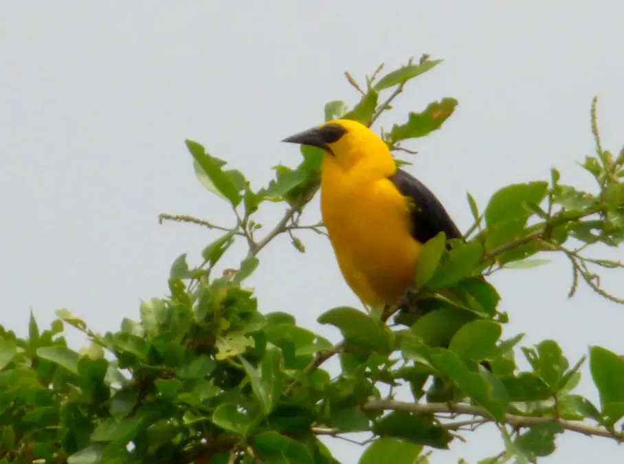 File:Gymnomystax mexicanus (Turpial lagunero) - Flickr - Alejandro Bayer (2).jpg