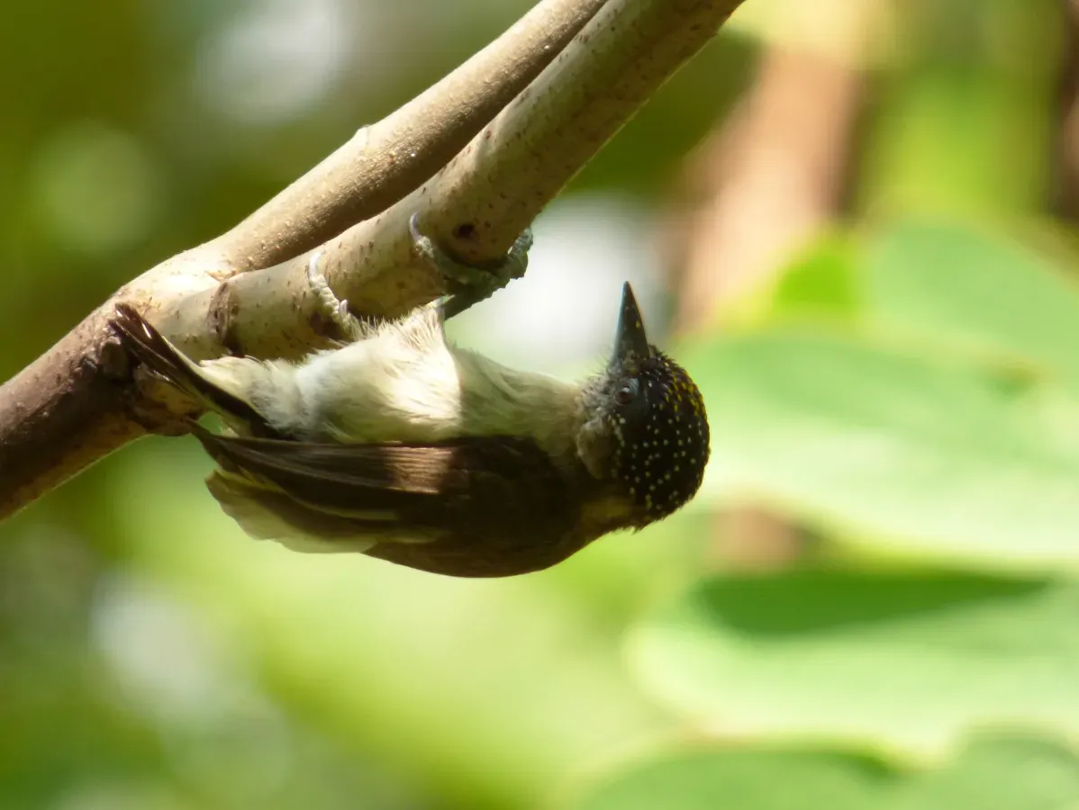 File:Picumnus granadensis (Carpinterito punteado) - Flickr - Alejandro Bayer.jpg