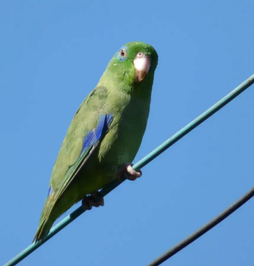 File:Forpus conspicillatus (Periquito de anteojos) - Flickr - Alejandro Bayer (1).jpg